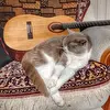 Полтора землекопа