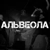 Альвеола