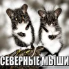 Северные Мыши