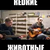 redкие животные