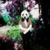 KatyaPitbull