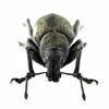 PALLIATUS