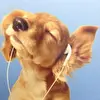 Живой Филл