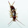 The Earwig 5496