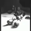 The Roses