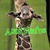 AnalGirafus