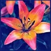Lilium Лиля Габитова