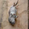 Fat Rat