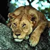 LionFly