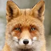 Инна Чудо Fox