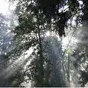 niksen