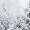 Sons Of Northern Mist
