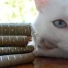 КототоК