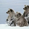 Bear Team/Медвежья Бротва