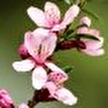 The Almonds