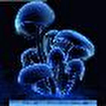 Reaktor