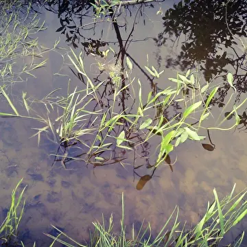Леся Сияющая