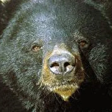 Адский медведь