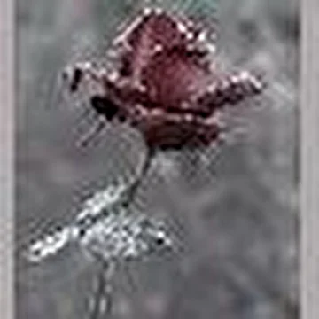 Poison_drem