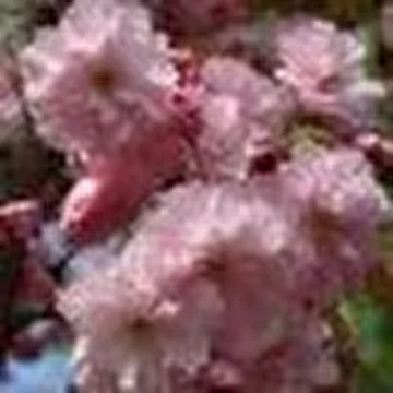 eLiflinx