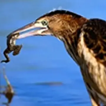 Павел А.Маленёв. Авторские сюжетные песни