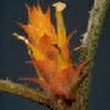 Lepila