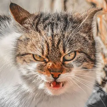 Песни Юрия Самуся