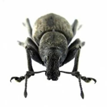 PALLIATUS