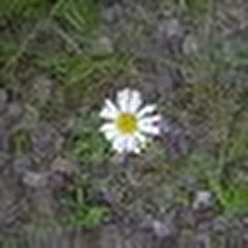 bezumnaya greta