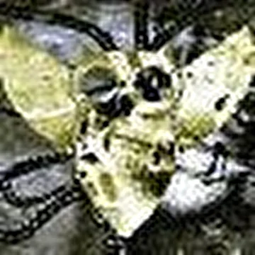 PsyBird