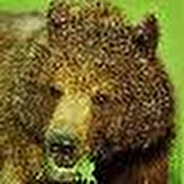 Адский медведь