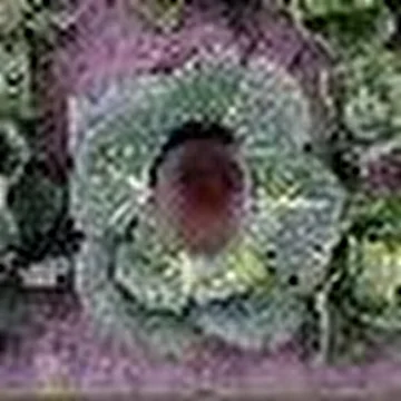 ВИА Овощи