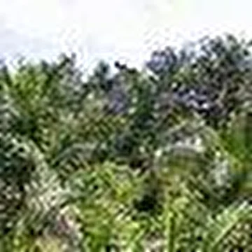 Ado Contrast