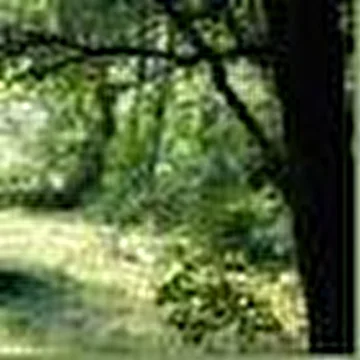 Green minstrey