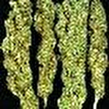 dubsinthe