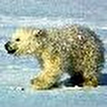 Адский медведь