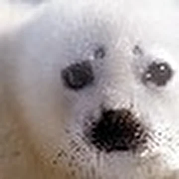 Леопольд