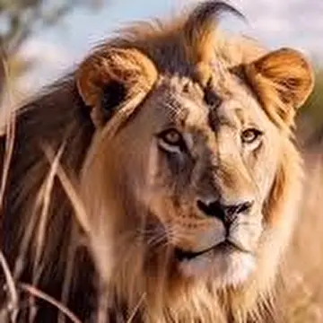 Михаил Левин