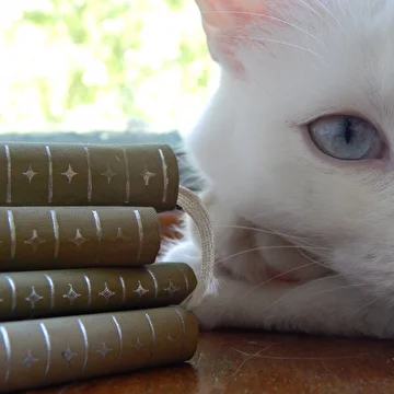 КототоК