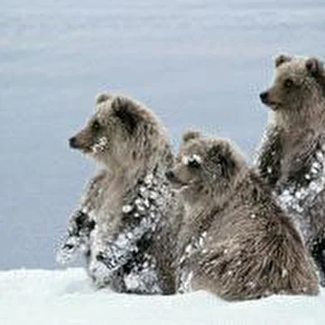 Bear Team/Медвежья Бротва
