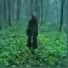 Green minstrey
