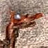 Daemangelus