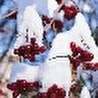 Алексей Крупнов