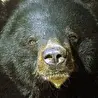 Адский медведь