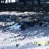 Мертвые Собаки