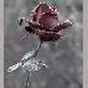 Poison_drem