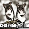 СевернЫе МышЫ