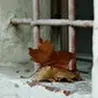 Михаил Левин