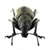 PALLIATUS