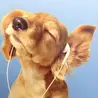 Живой Филл